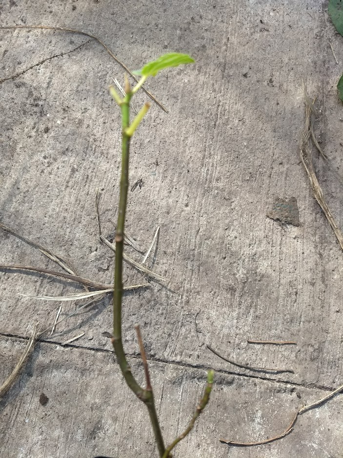 1 Black Chokeberry live rooted plant. Edible shrub Zones 3-9.