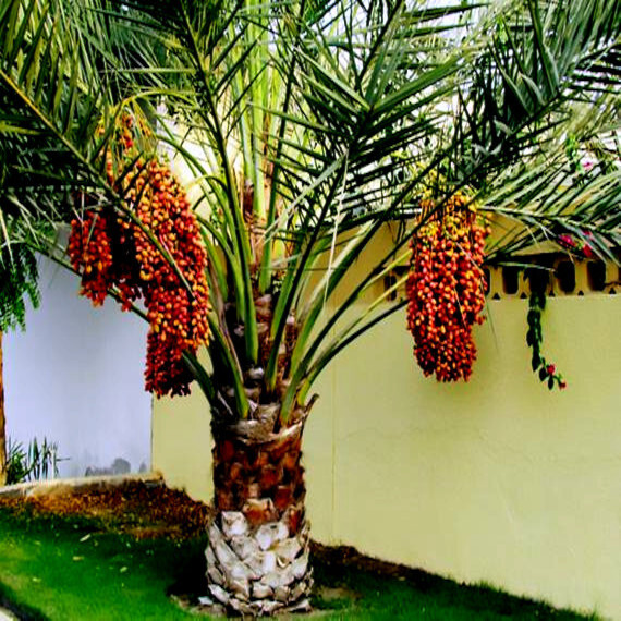 5 Date Palm Tree Seeds (Phoenix dactylifera) Edible Fruit Plant Hardy to Zone 8