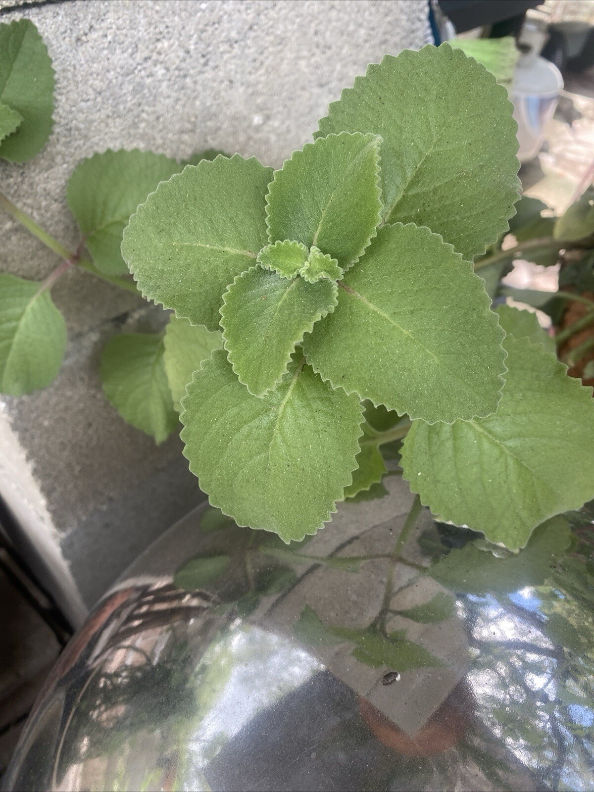 4 ORGANIC Cuban Oregano PLANTs ROOTED Mexican Mint~Spanish Thyme~FRESH HERBS