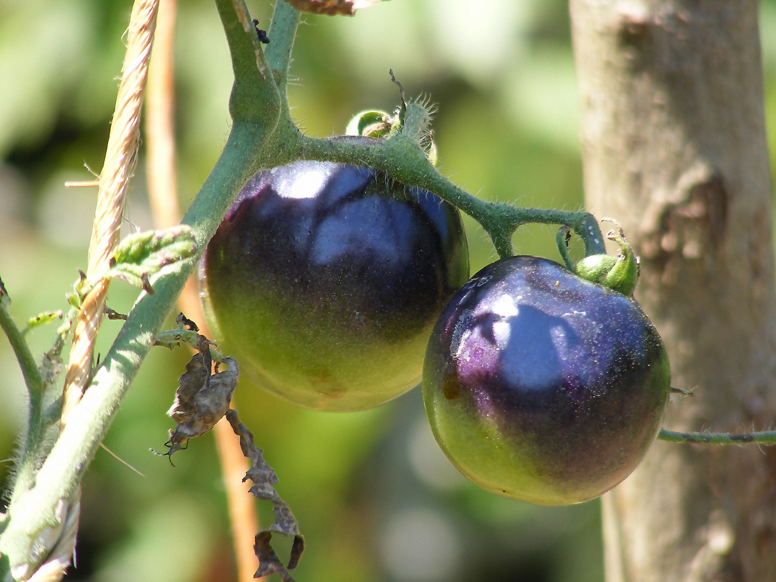 0.1 gram Indigo Rose Tomato seed. Selectively bred. World’s first blue tomato!