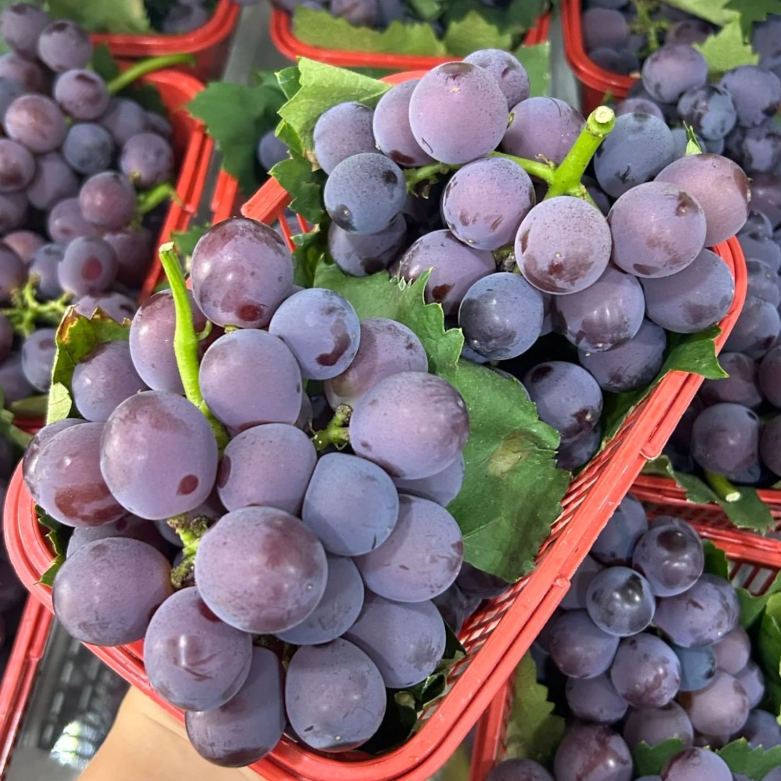30 Purple Grape Seeds – Sweet Juicy Table Grapes for Home Vineyard & Garden
