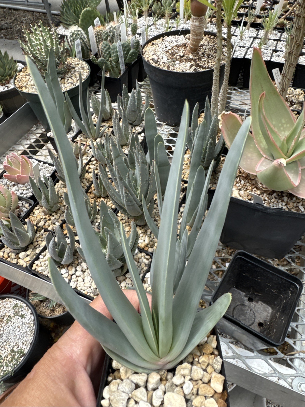 Fan aloe (Kumara plicatilis, formerly Aloe plicatilis) Succulent Seed Grown