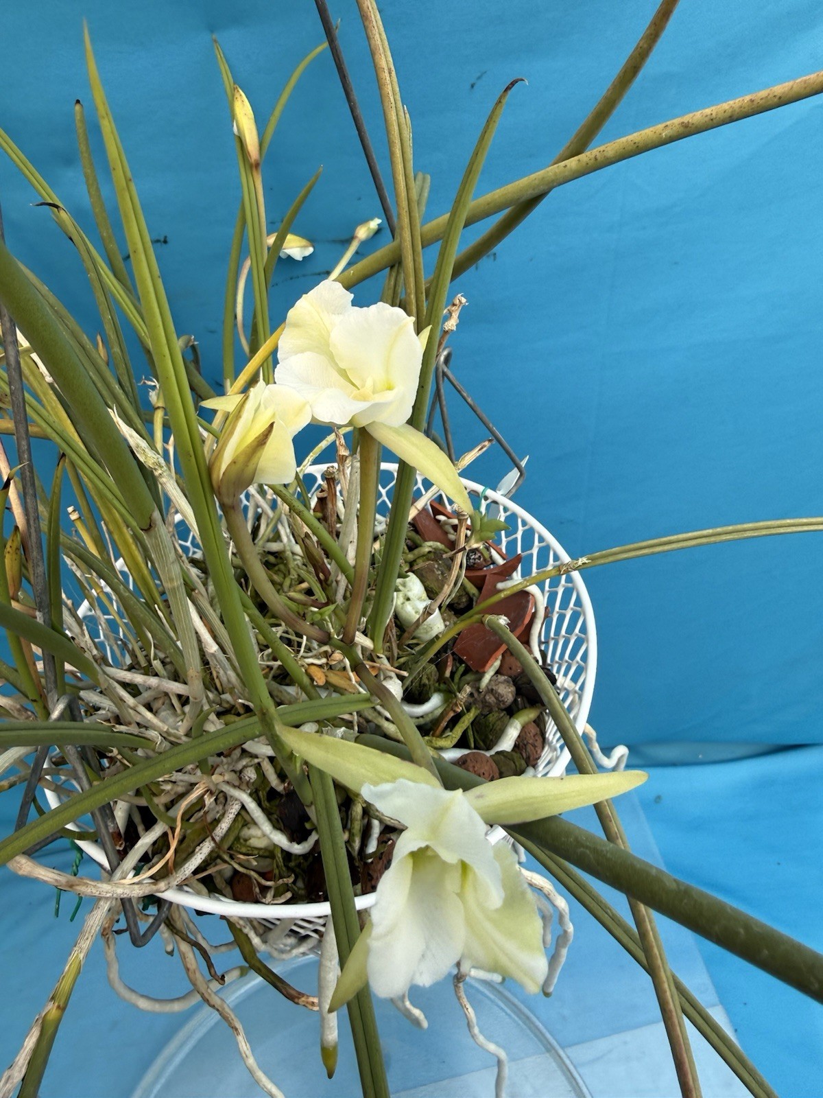 Brassavola tuberculata Peloric White Green Orchid Species 9” Basket + Hanger