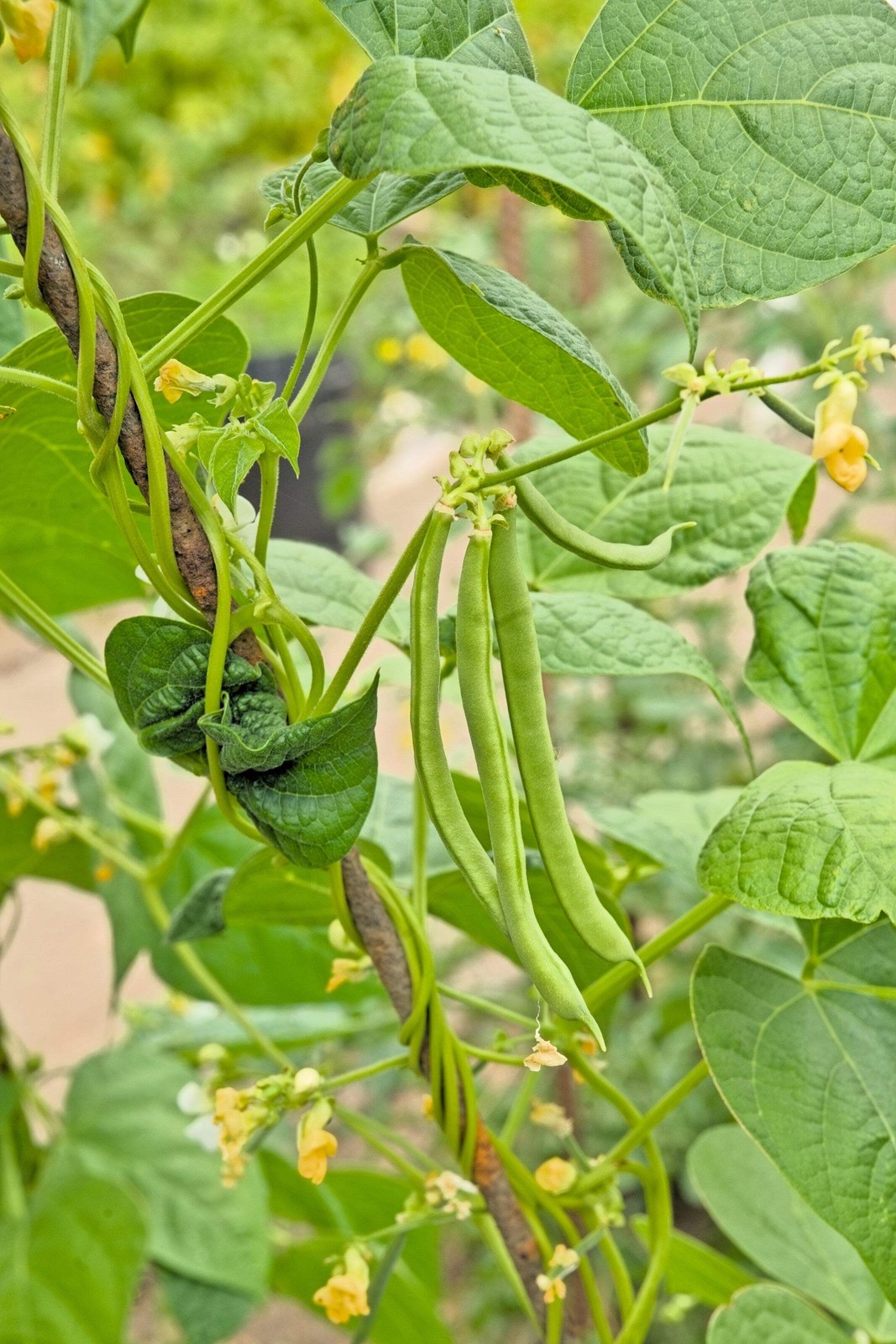 50 FRENCH Blue Lake POLE BEAN Phaseolus Vulgaris Vegetable Seeds