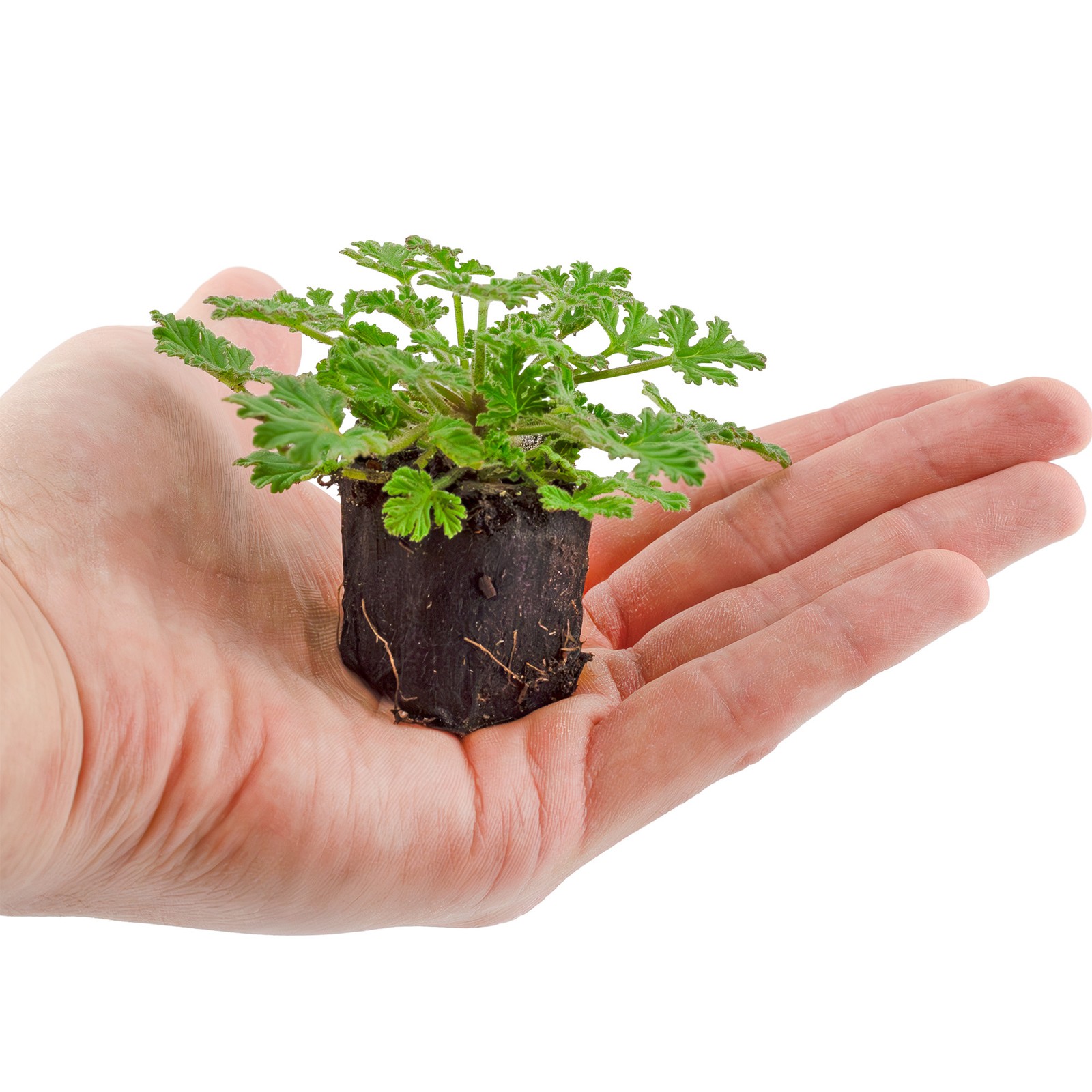 Live Citronella Geranium Plant Plugs, Pelargonium Citrosum Seedlings