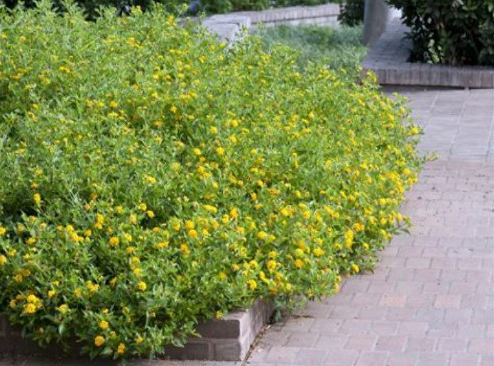 New Gold Lantana BUY 2 GET 1 FREE