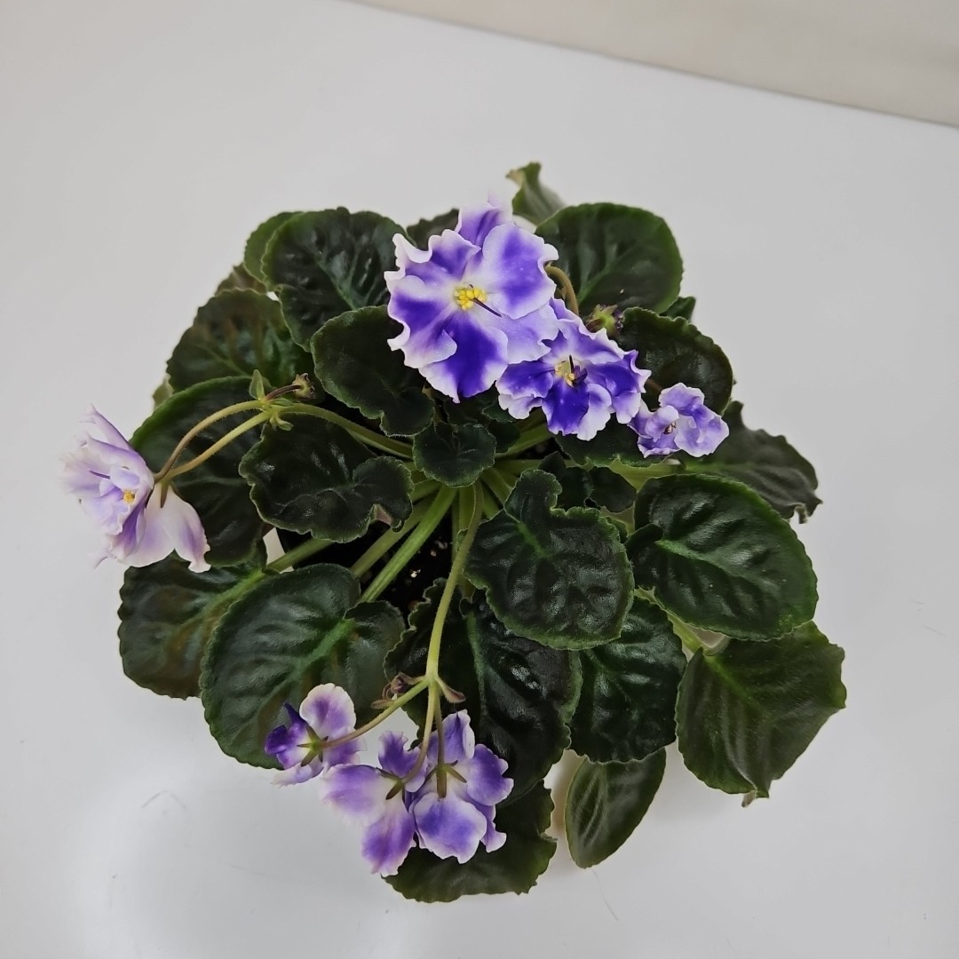 WHITE SAIL Standard Named African Violet Mature Size Blueish And White Flowers