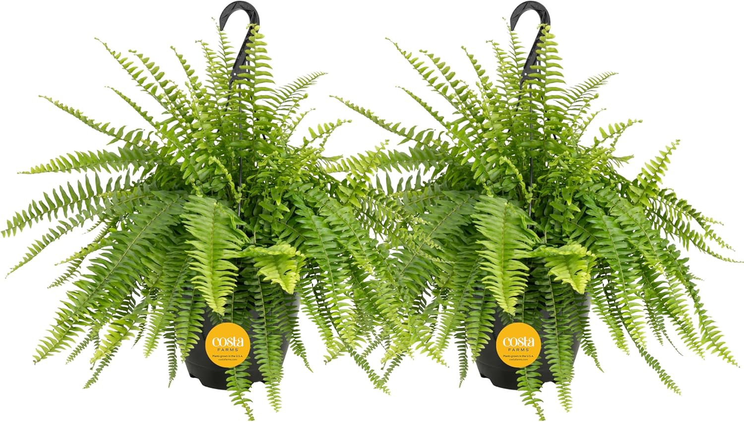 Live Boston Fern Plants (2-Pack), Large 16-Inch Tall Hanging Houseplants in Bask