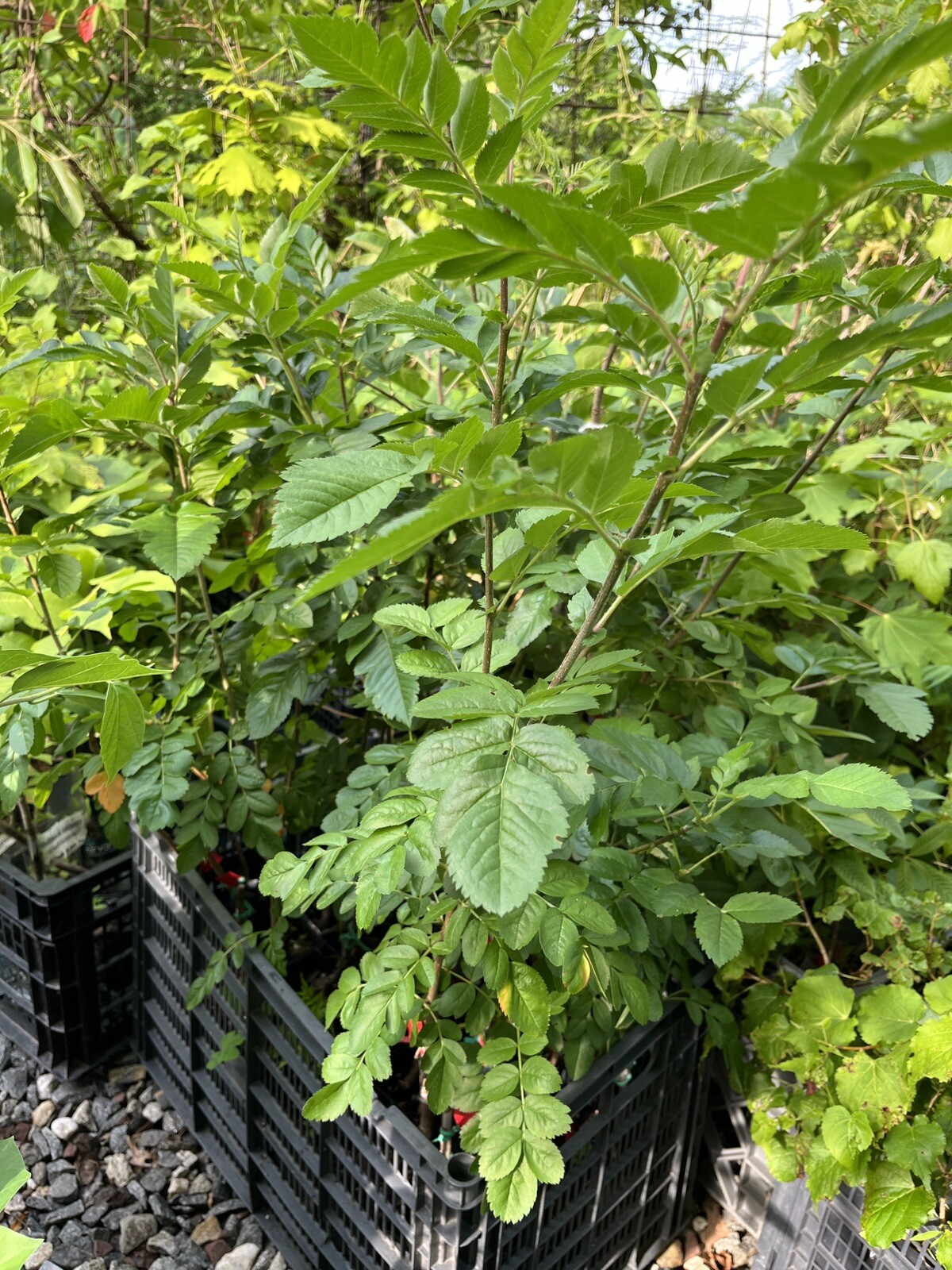 3-4 Ft Tall Ivan’s Belle (Granatnaya) Grafted Mountain Ash Hybrid