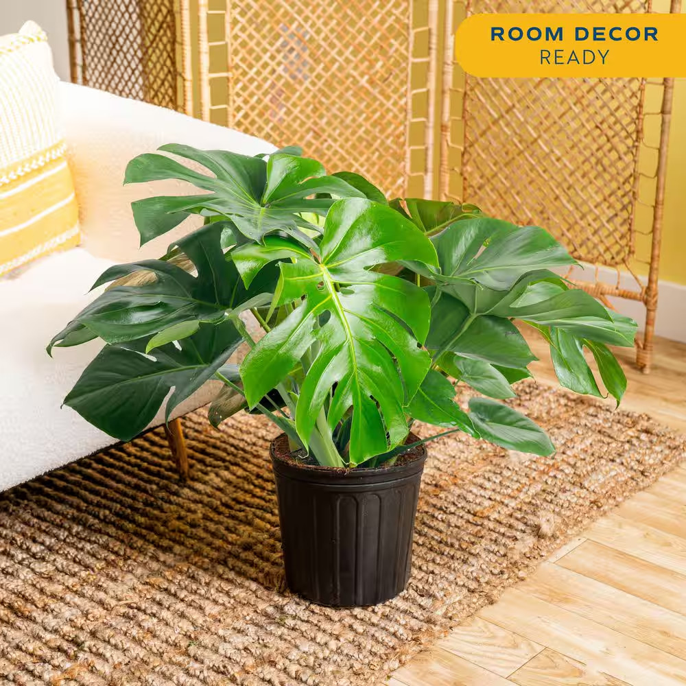 Monstera Deliciosa Indoor Plant in 10 In. Grower Planter, Avg. Shipping Height 2
