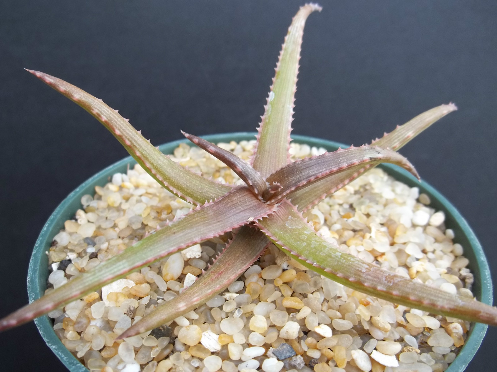 Aloe BAKERI exotic rare miniature clustering succulent plant cacti cactus 4″ pot