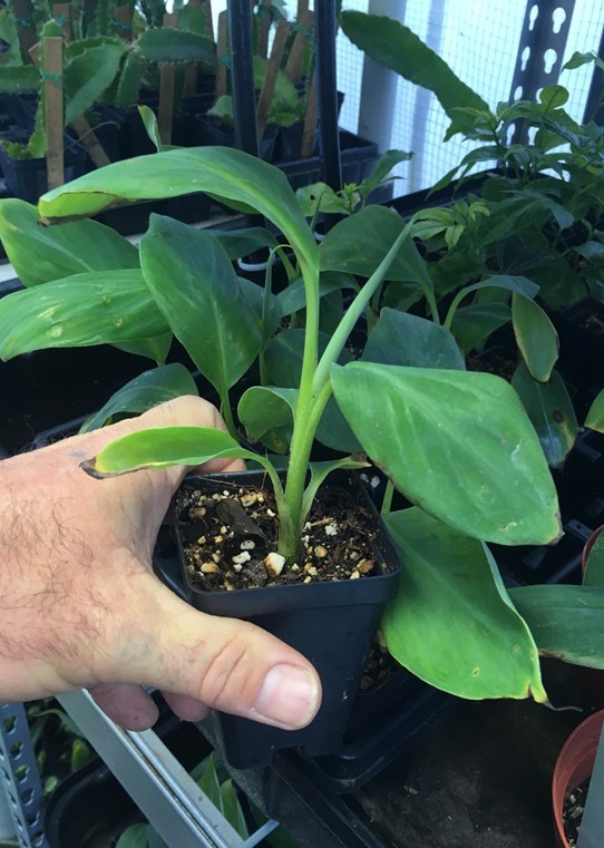 Tall Namwah aka Pisang Awak – VERY COLD HARDY – Live Banana Plant