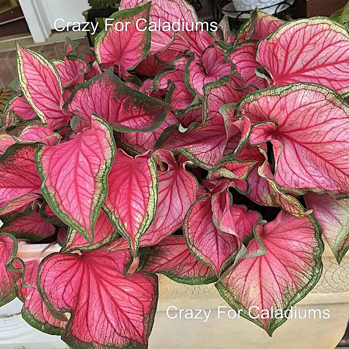 Caladium ‘Florida Sweetheart’ Size #2(2 bulbs)