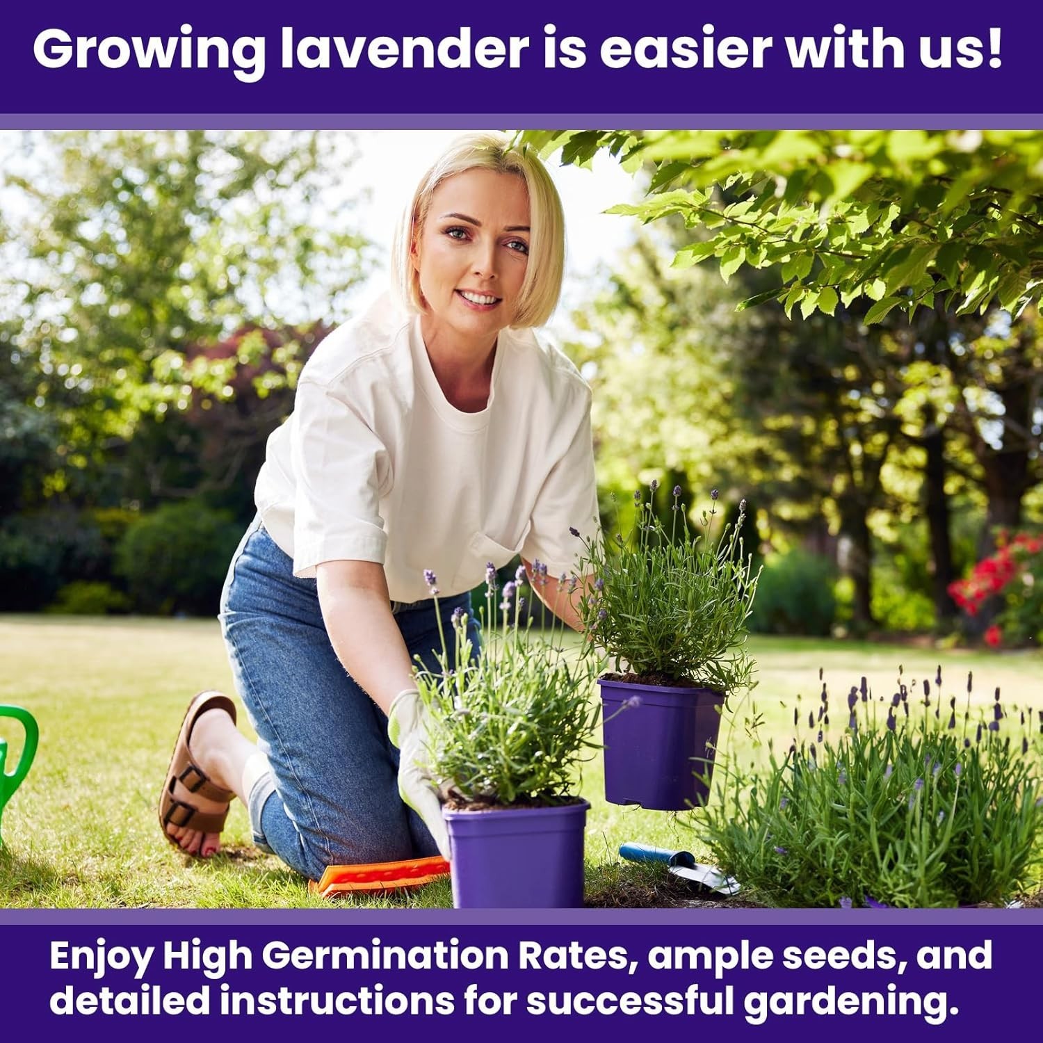 1500 English Lavender Seeds for Planting Outdoors or Indoors, 90% Germination…
