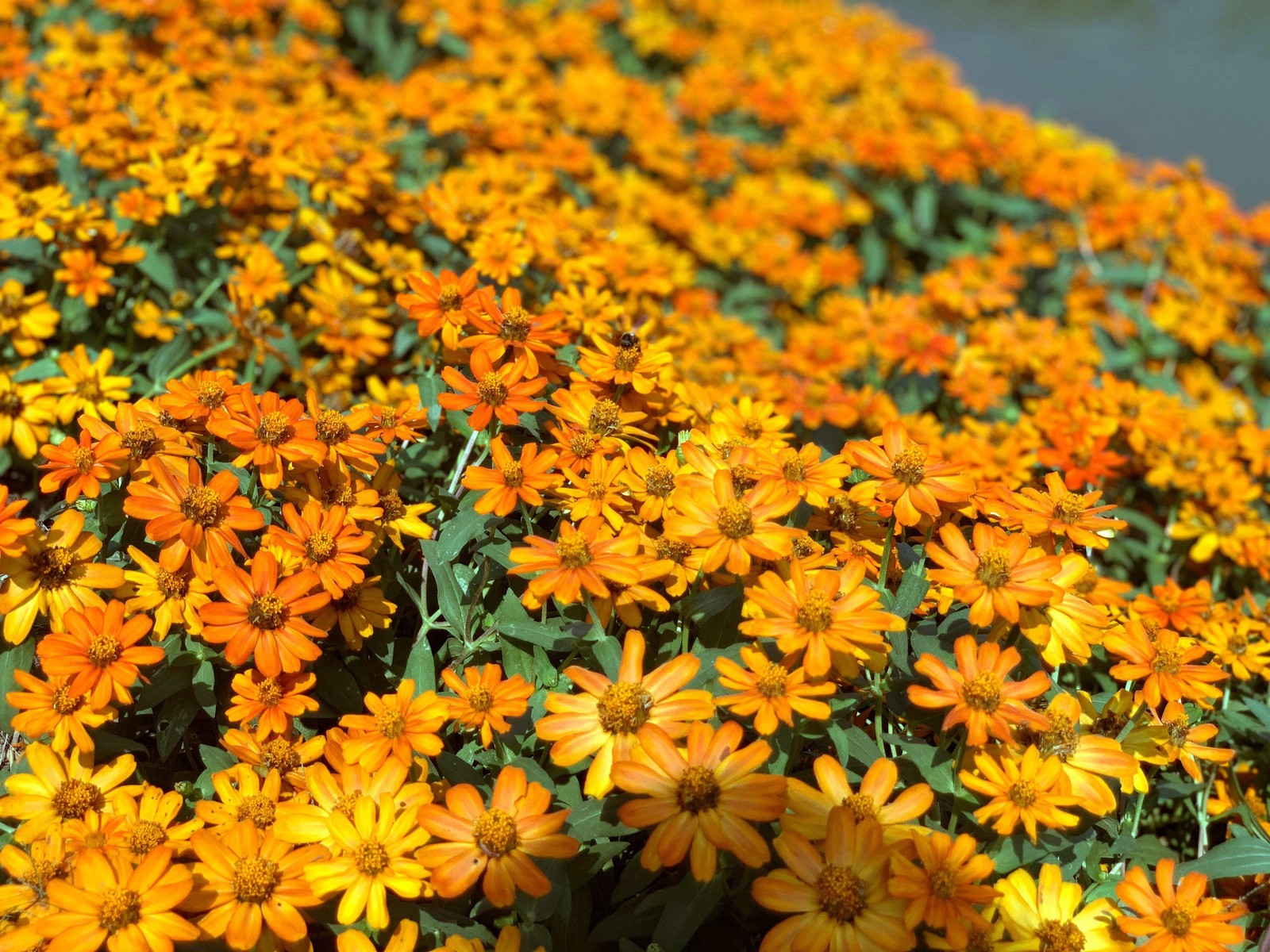 250 ORANGE CLASSIC ZINNIA Elegans (Narrow Leaf / Creeping Zinnia) Flower Seeds