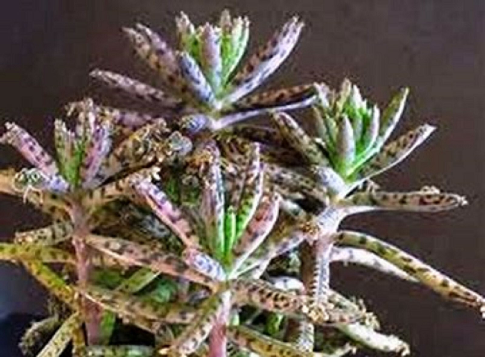 5 LIVE Plants Assorted Varieties in Starter Pots ~ SHIPS FREE!!!