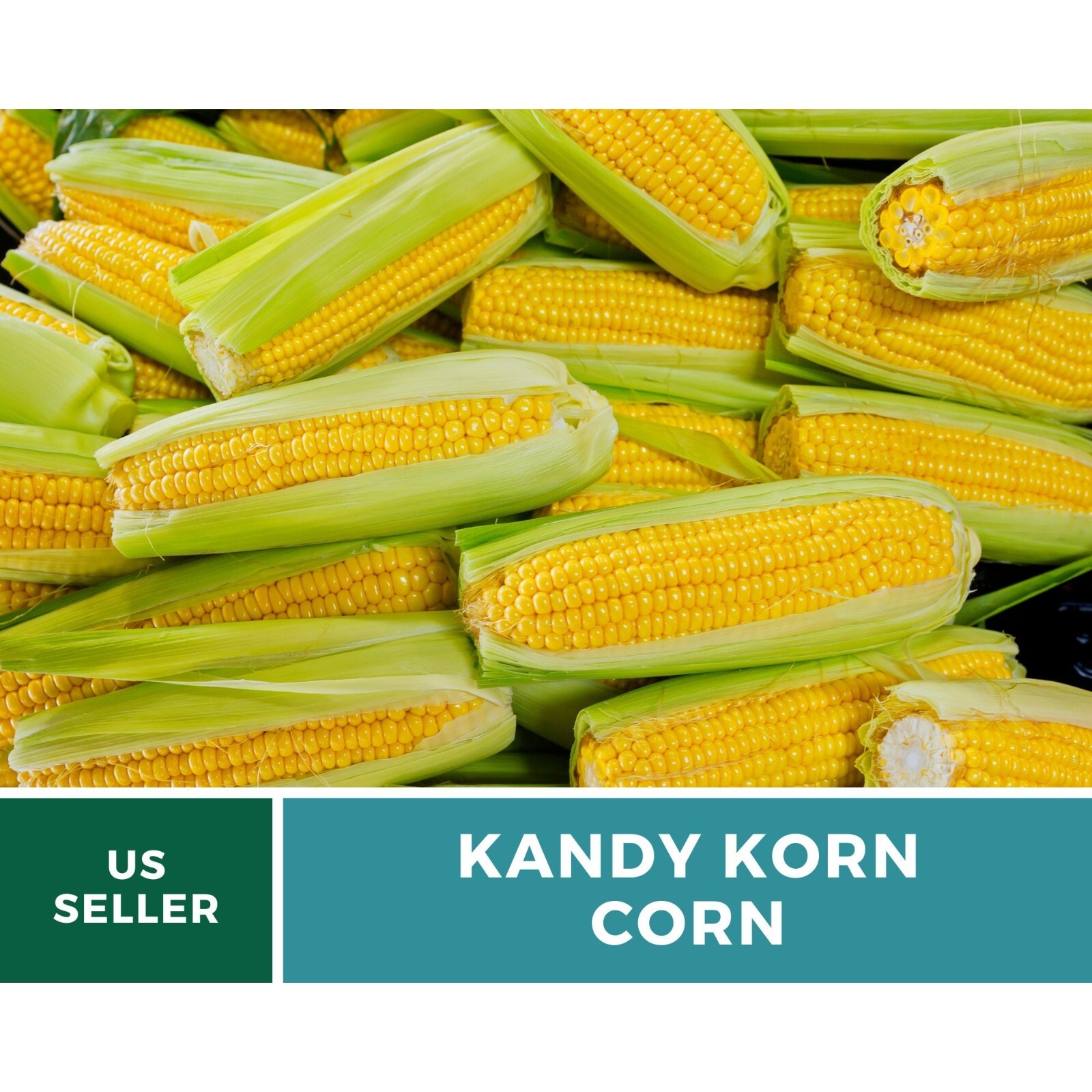 Corn, Kandy Korn – 60 Seeds – Sweet Corn – Hybrid Vegetable – Non-GMO (Zea mays)
