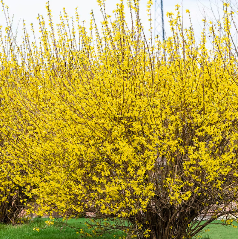 Lynwood Gold Forsythia Plant – 2.5″ Pot – AK: Bareroot Oct–May –No Ship PR, HI