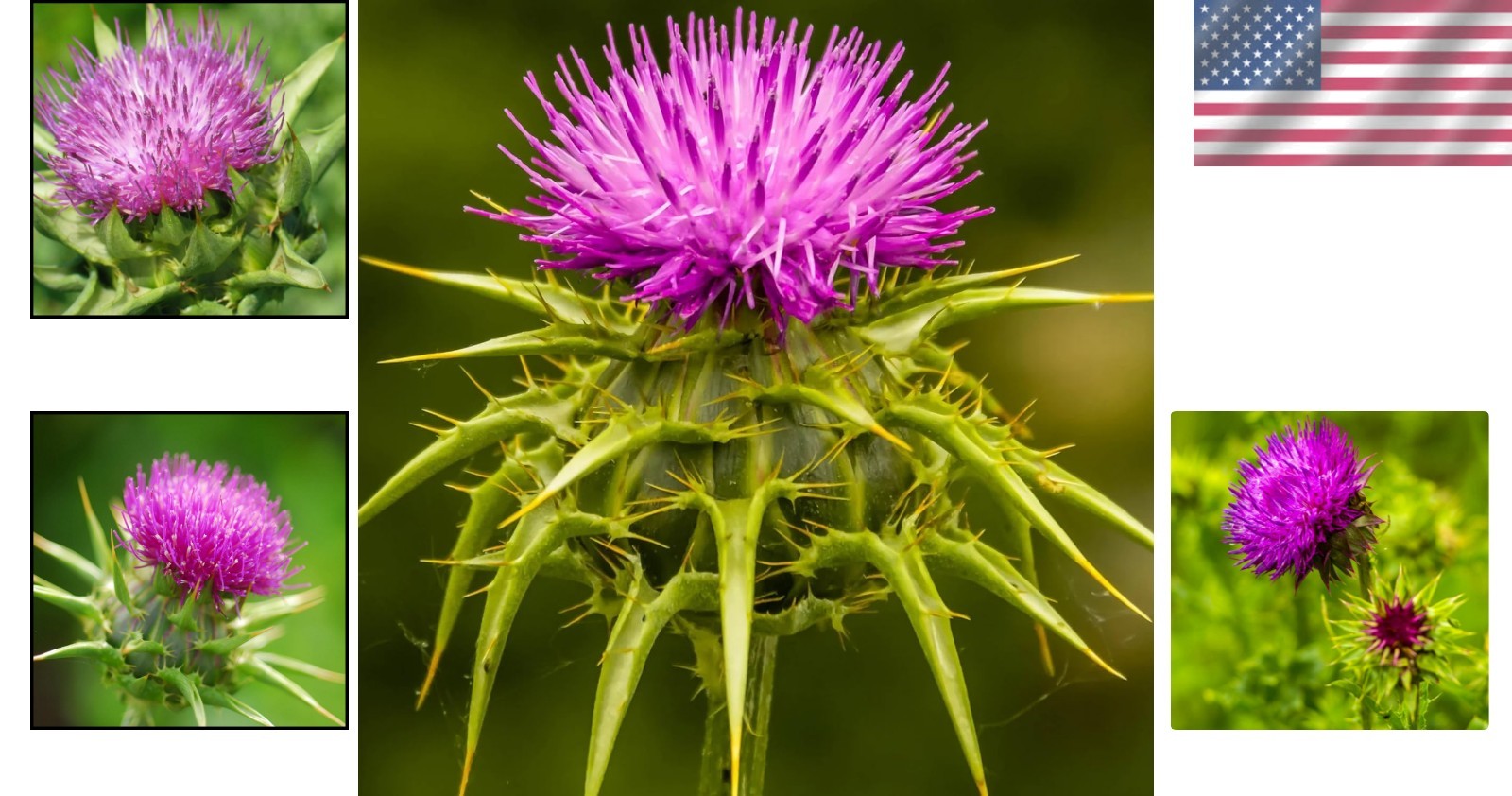 Eco-Friendly Milk Thistle Herb Seeds – 300 Seeds for Pollinator-Friendly Gardens