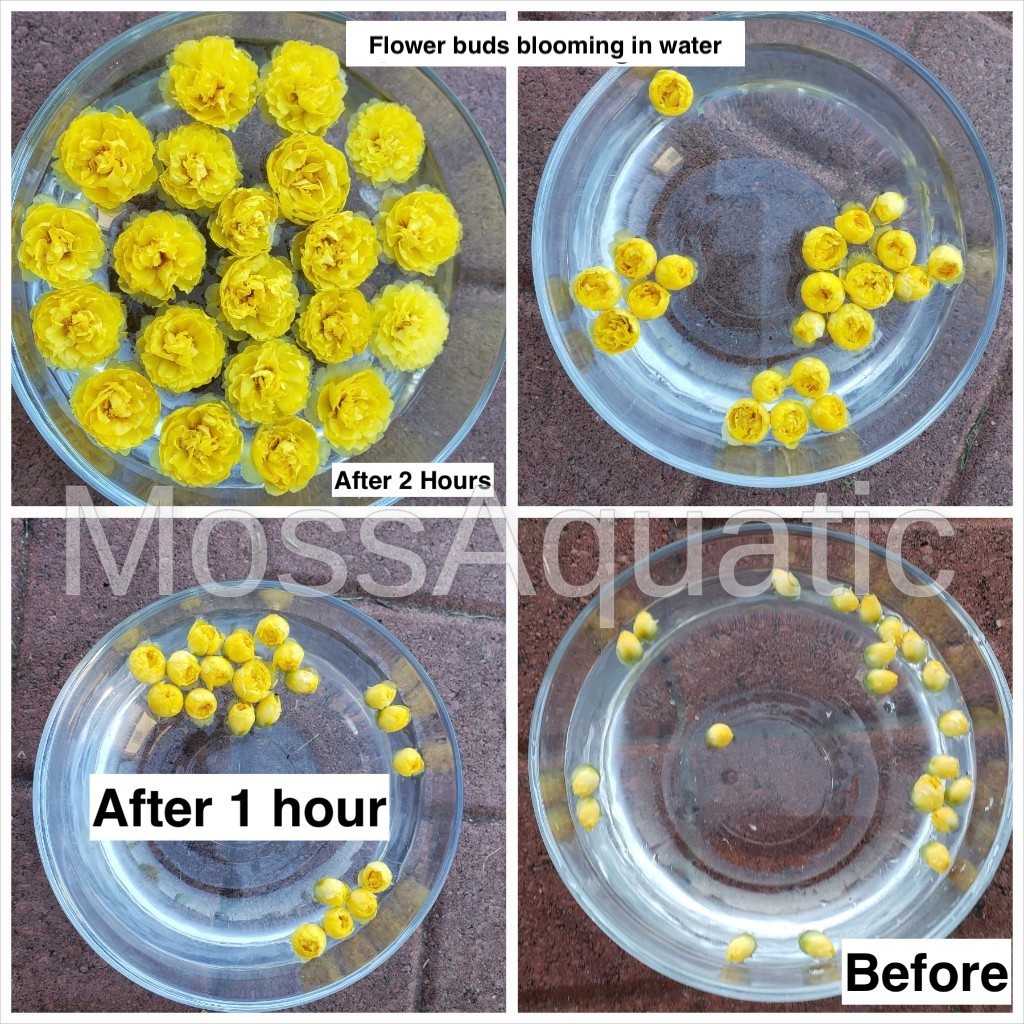 Moss Rose ( Portulaca Grandiflora ) , Neon Yellow , 10 unrooted Cutting #10