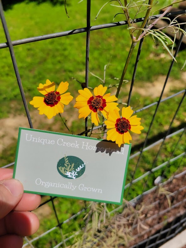 Plains Coreopsis Seeds Organic At Unique Creek Homestead Certified