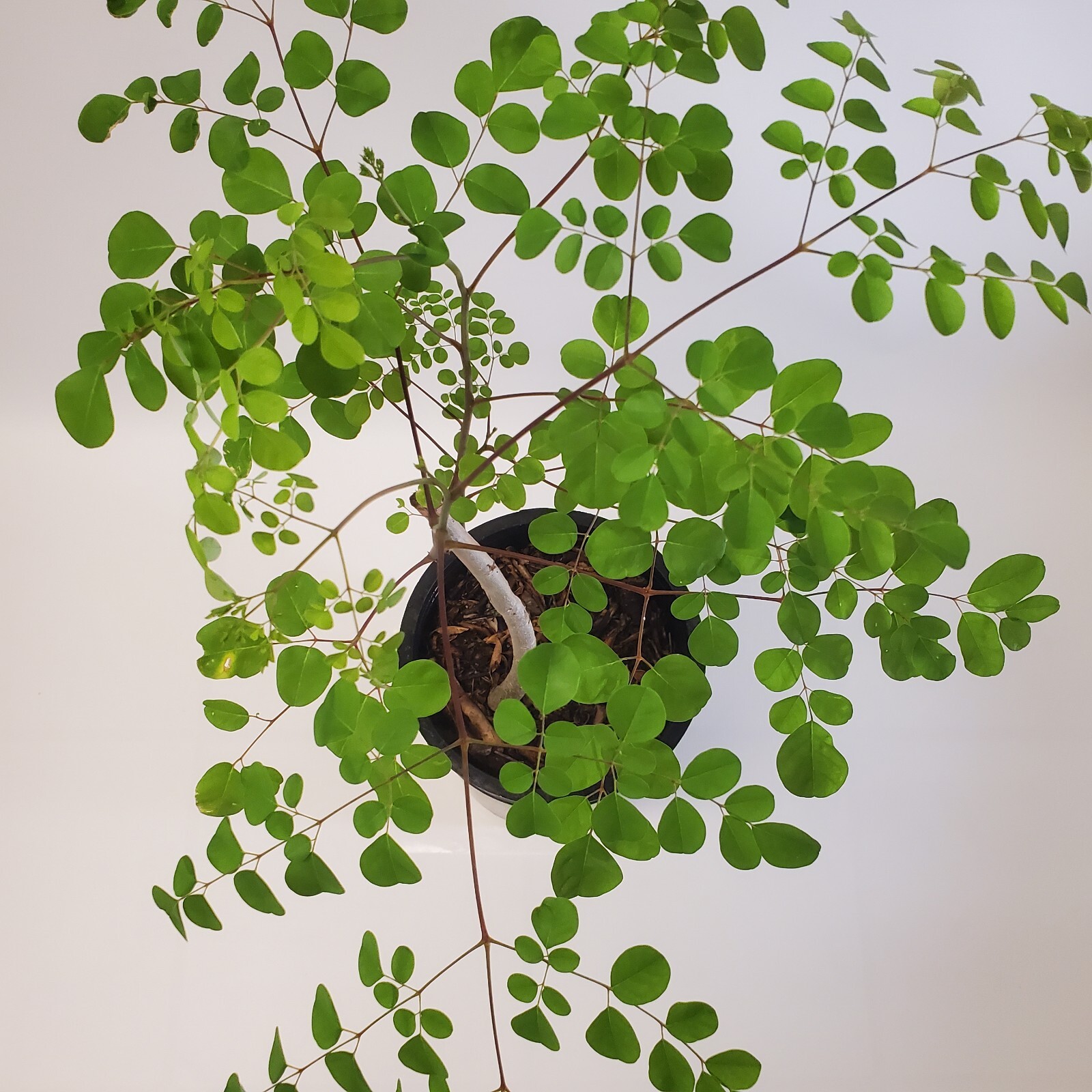 Grown Moringa Oleifera Plant 6+ Month Old Mature Edible Leaves 2-3ft Tree Potted