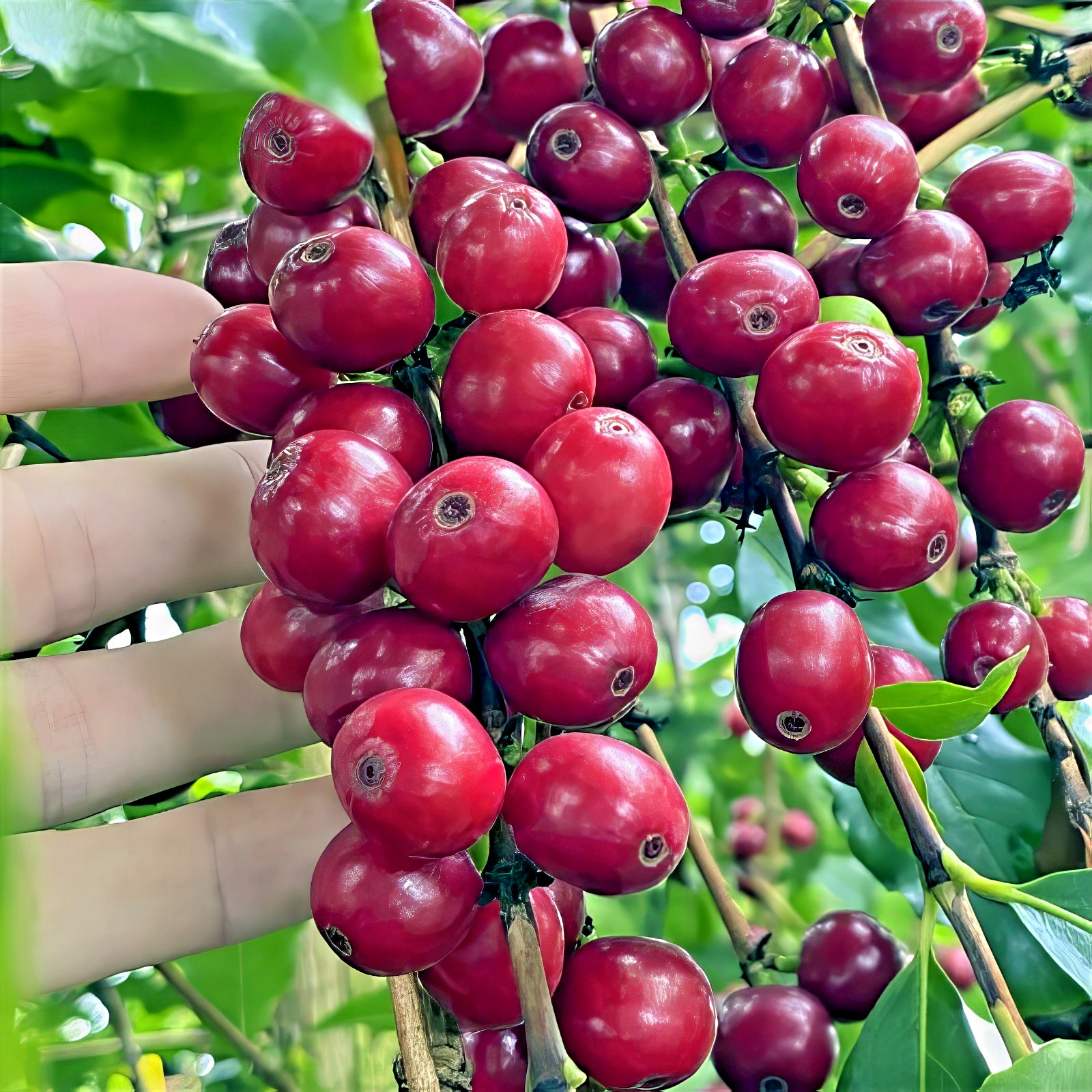 10 Coffea arabica Seeds Tropical EXOTIC Coffee Bean Indoor House Plant Tree RARE