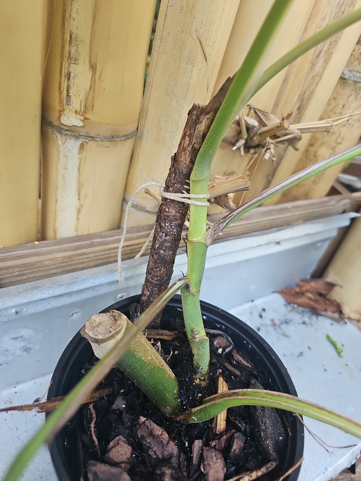 XL Monstera Dubia Mature Large Stem plant Fenestrated