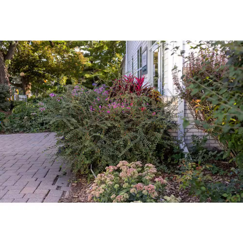 2 Gal. Autumn Inferno Cotoneaster Live Shrub with Fiery Red Foliage