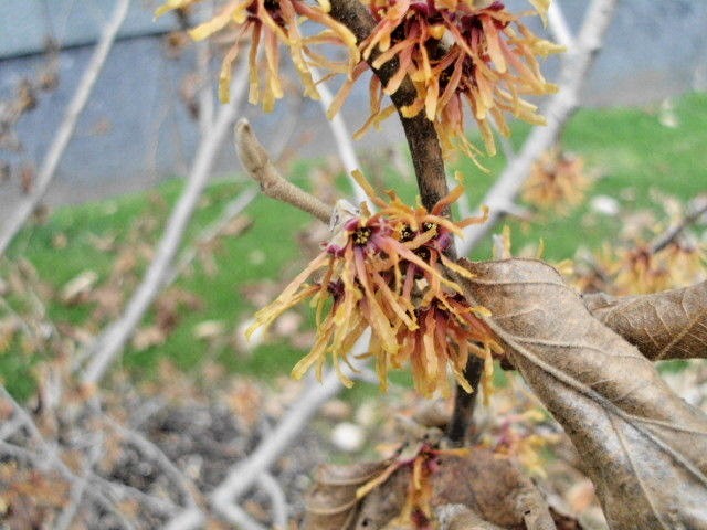 10 AUTUMN EMBERS WITCH HAZEL SEEDS – Hamamelis vernalis