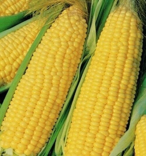 Truckers Favorite Yellow Corn, 1/2 Pound, Heirloom, Non-GMO, Grown in the USA