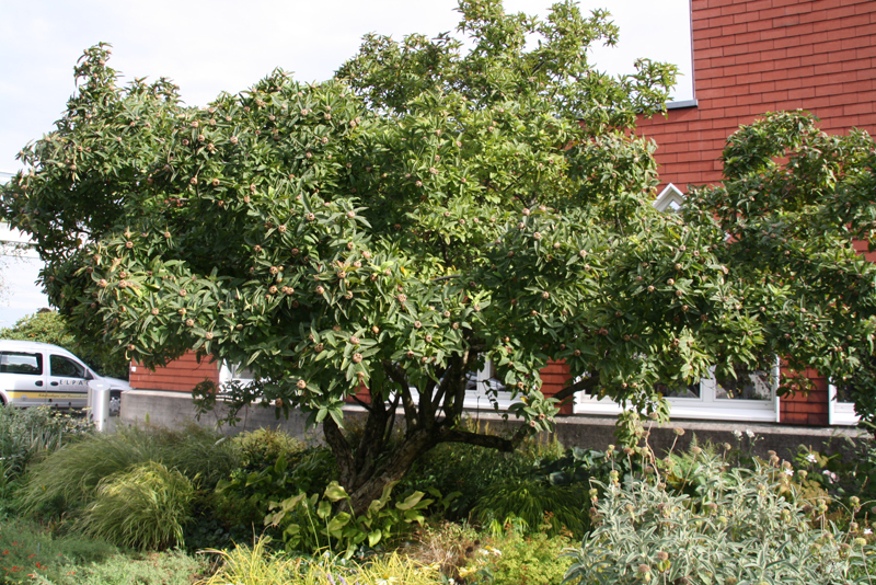 Showy Medlar, Mespilus germanica, Tree Seeds (Edible)
