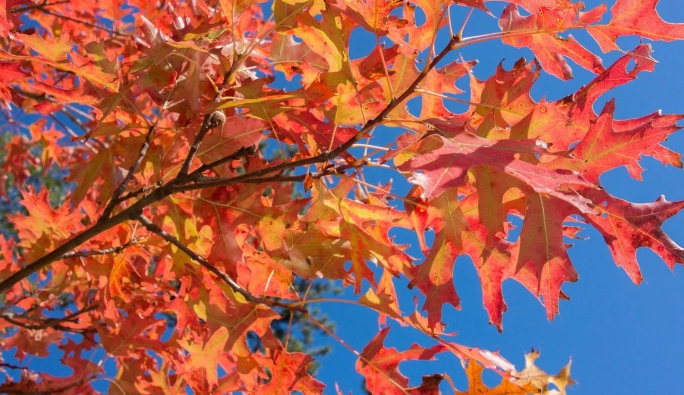 Pin Oak Live Tree – 12-18″ Tall – 1 Quart Pot – Deciduous Tree – Zones 4-8
