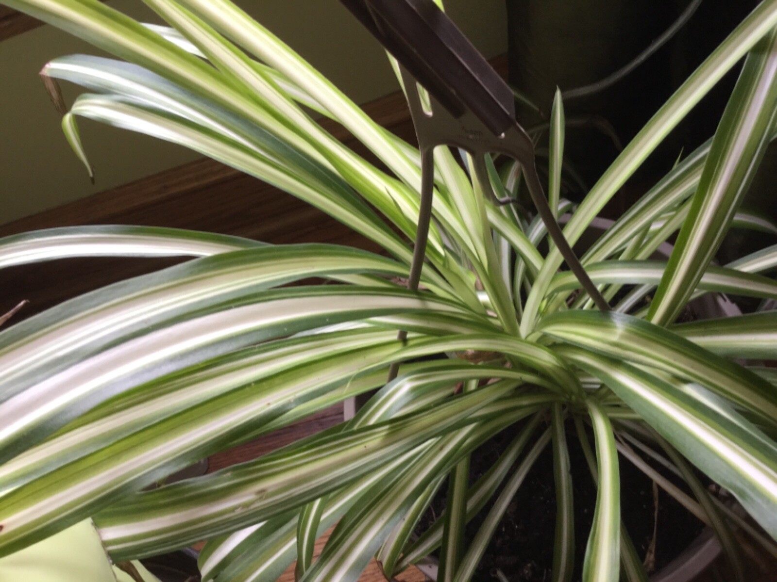 3 in. Spider Plants Chlorophytum comosum Golden Glow aka Hawaiian & variegated