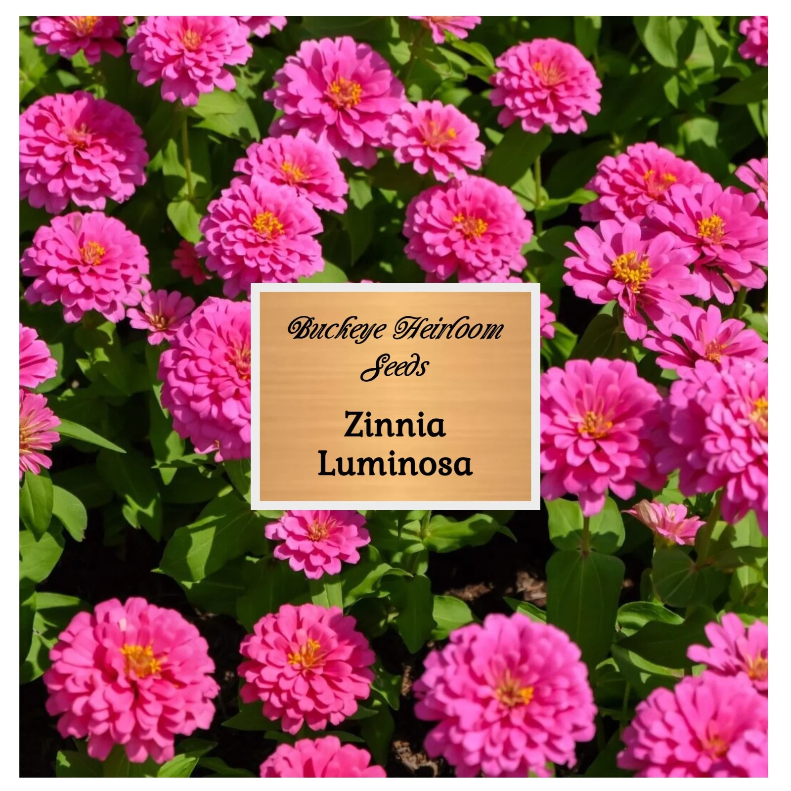 Zinnia | Luminosa | 100 Seeds | (Zinnia elegans) | Easy to Grow | Heirloom