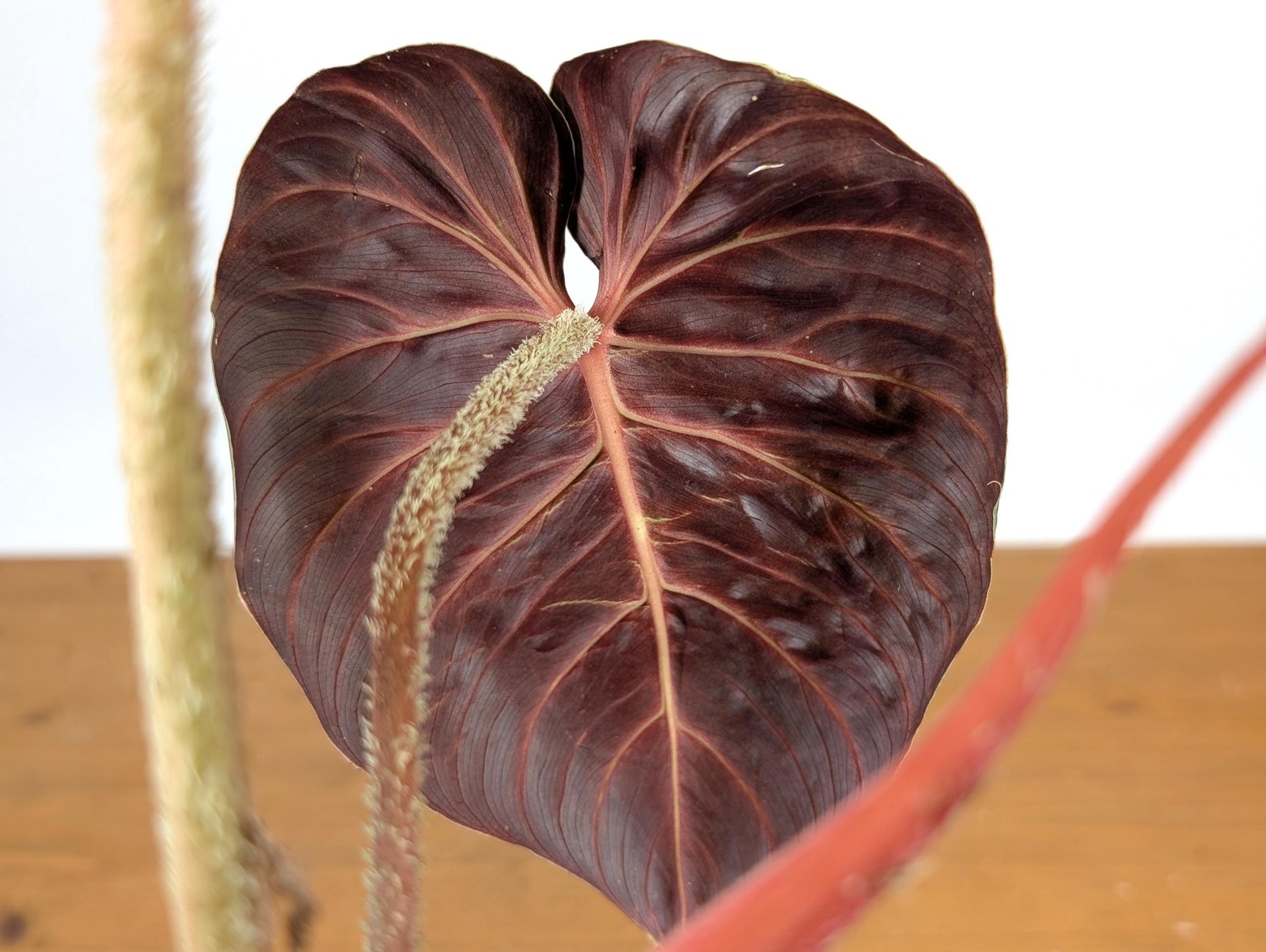 Philodendron Verrucosum ‘Amazon Sunset’ Deep Vibrant Red Backed Velvety Soft