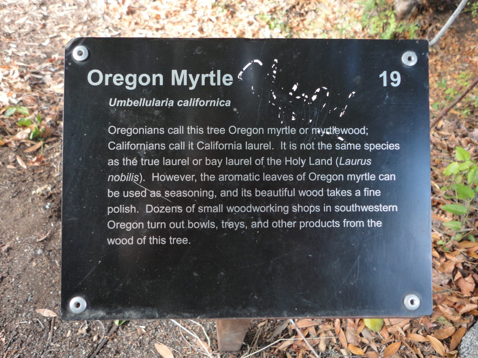 Oregon Myrtlewood Tree Pre-Bonsai Live Evergreen 3 Year Old Grower’s Choice