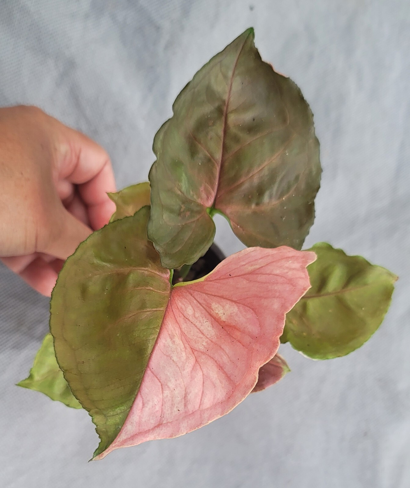 SYNGONIUM Strawberry Ice Galaxy, Houseplant, Gift, Decor, Rare, Variegated, 3″
