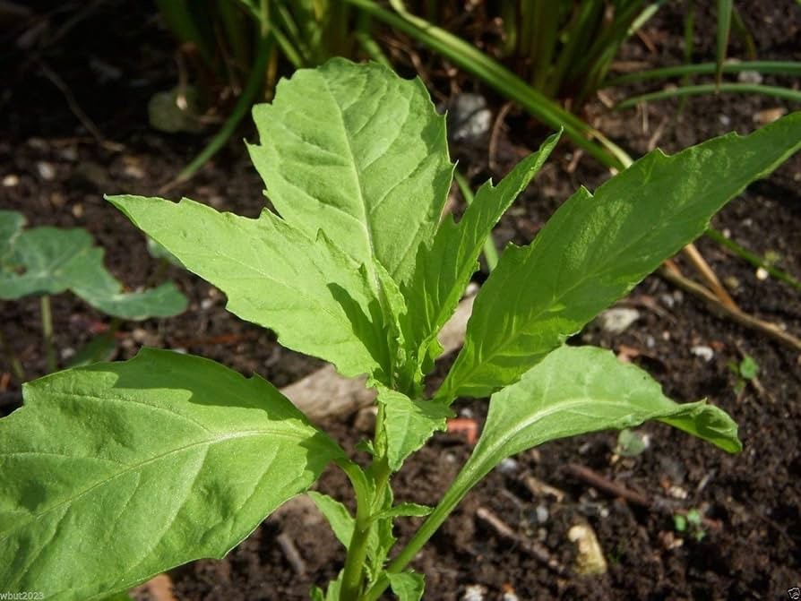 150 EPAZOTE Seeds (Chenopodium ambrosioides) | NON-GMO | Free shipping