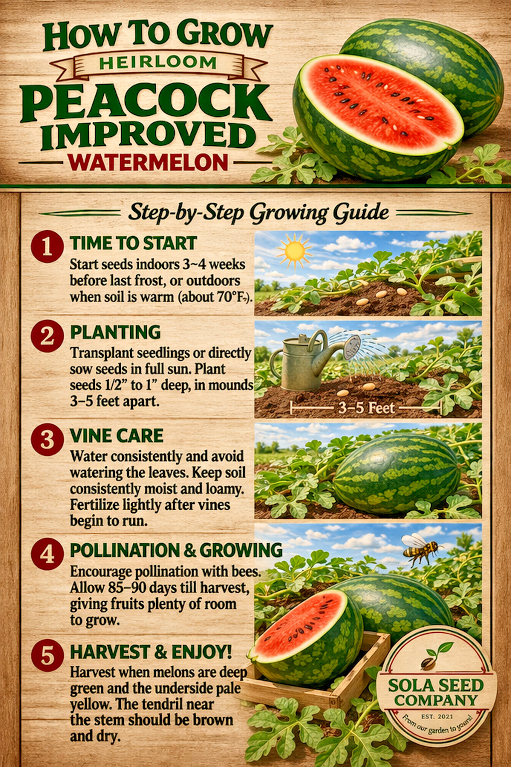 10 Peacock Improved Watermelon Seeds – Heirloom / Open Pollinated/Non GMO-USA
