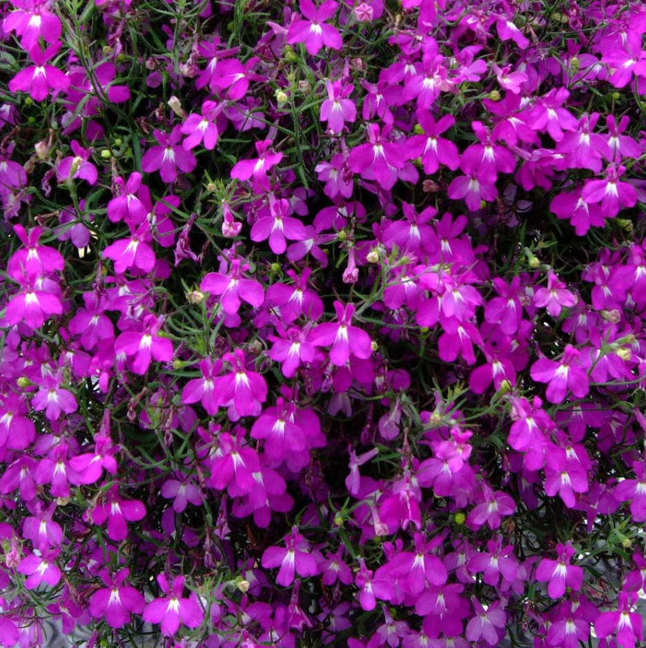 Purple Lobelia Plant – 2-5″ Tall – 3″ Pot – Compact Purple Flowering Plant