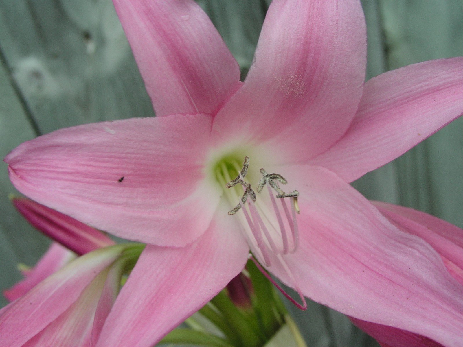 Crinum Lily, Walter Flory, Jumbo, blooming-size bulb, NEW