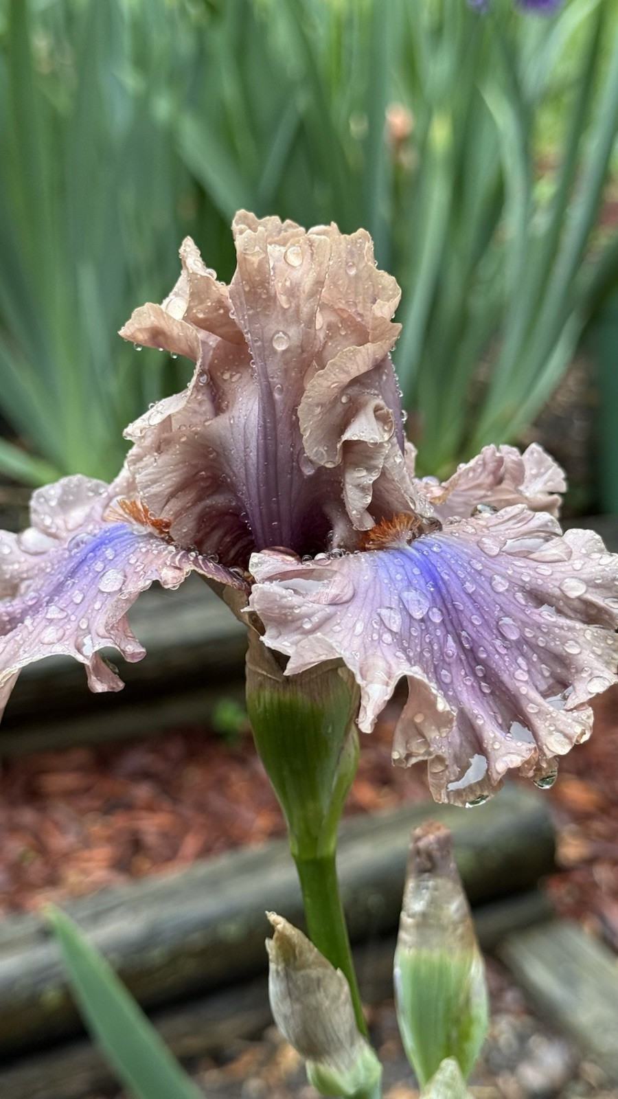 Coffee Trader Tall BEARDED IRIS -1 Fresh Dug Rhizome