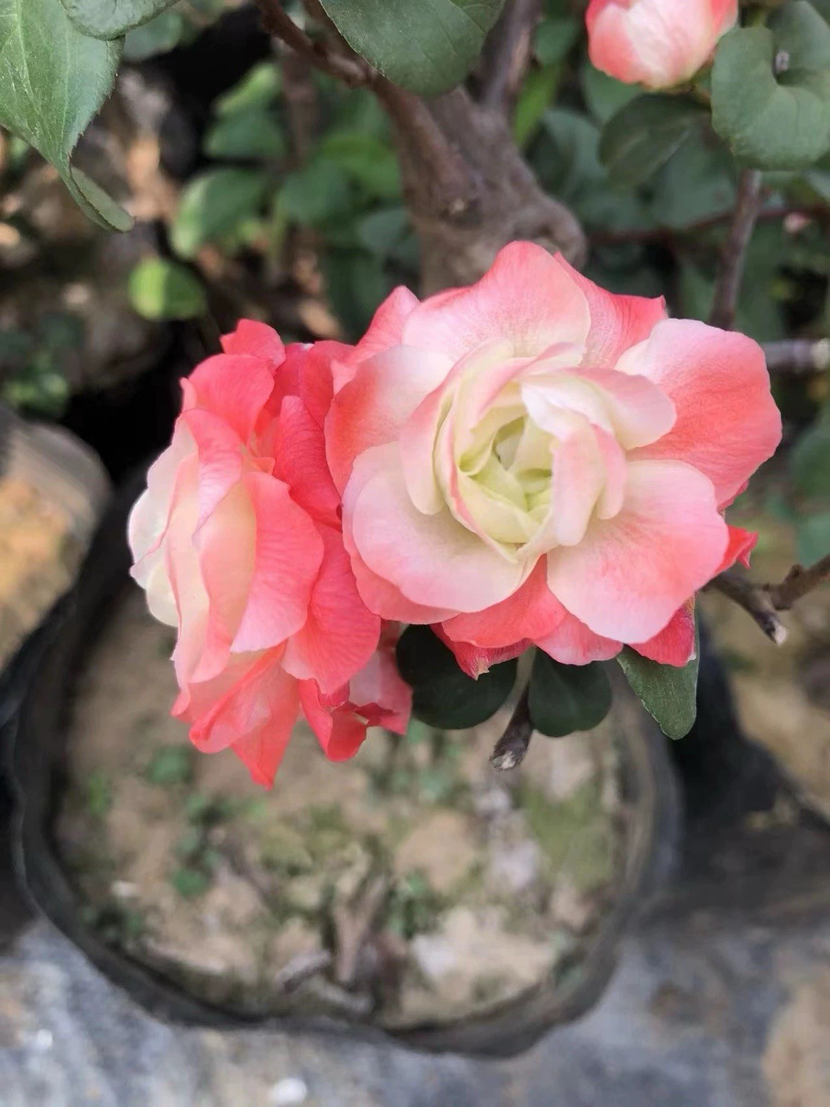 Chinese Quince (Pseudocydonia sinensis) Multi Double petals 彩玉贴梗海棠 small Size