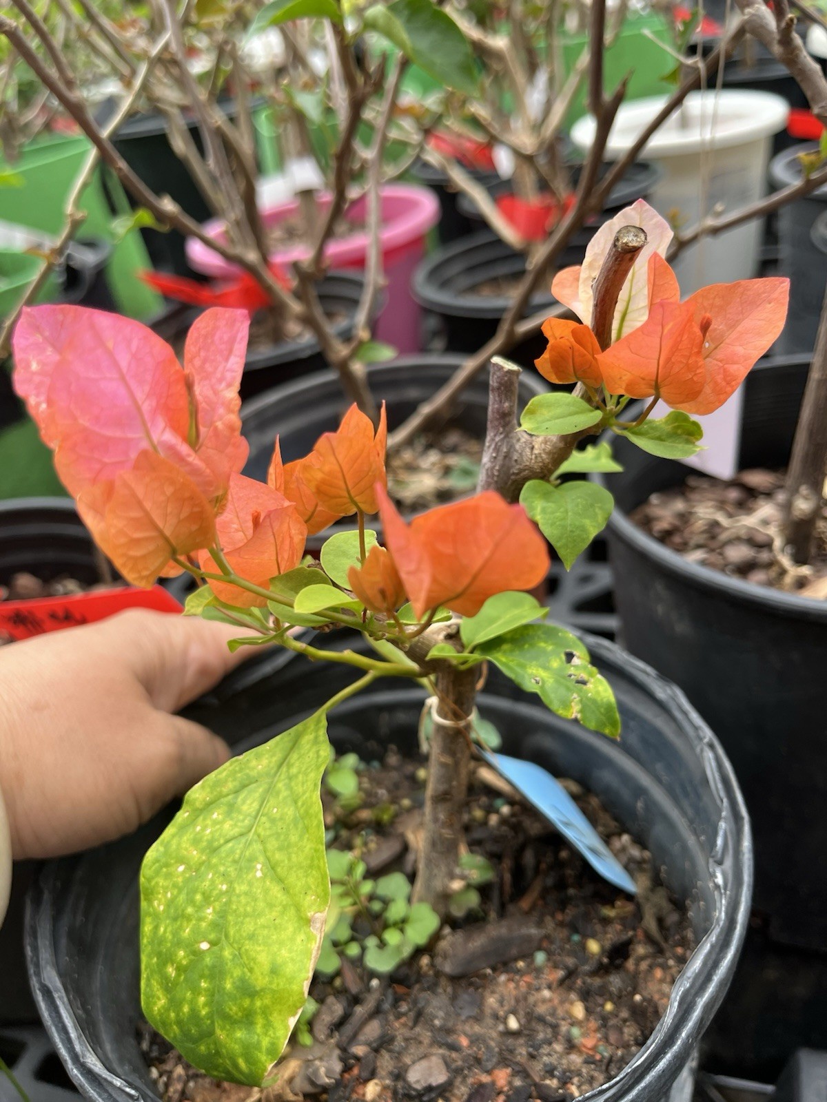 Multi Colors Orange Lipstick 橙口红三角梅Maharani Bougainvillea Bonsai small Size
