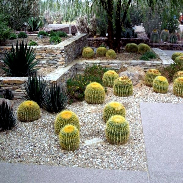 25 Golden Barrel Ball Cactus Seeds Echinocactus grusonii Flowering Cacti Plant