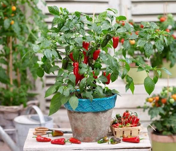 🌶️Early Jalapeno Pepper Seeds 🔥25+ Hot Spicy Salsa Garden Heirloom Non-GMO