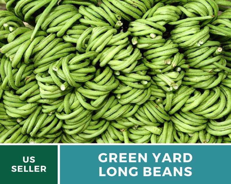 Bean, Yard Long Green – 15 Seeds, Pole, Heirloom Vegetable (Vigna unguiculata)