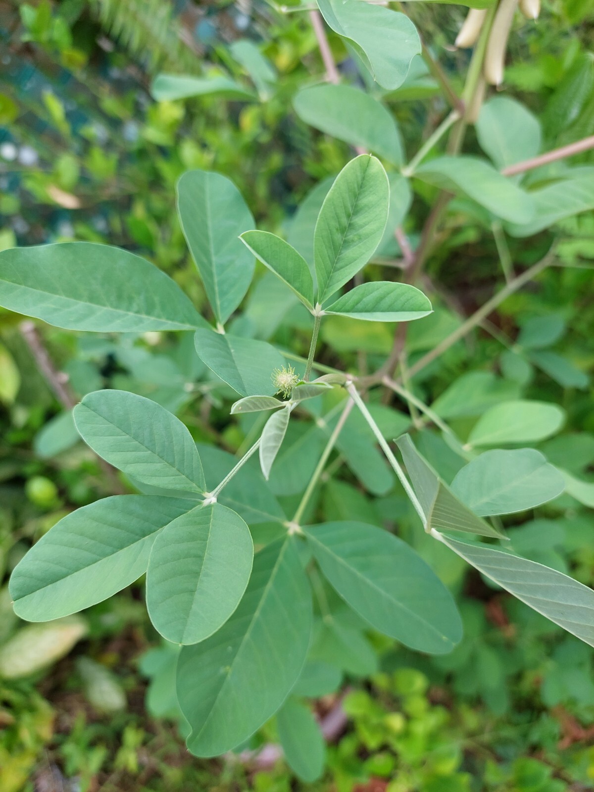 Smooth Rattlebox (Crotalaria Pallida) 50+ Seeds From Puerto Rico