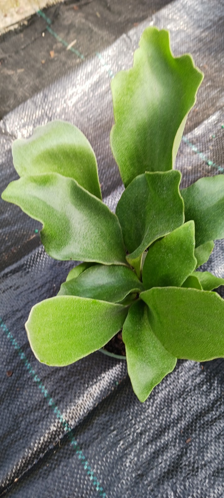 Staghorn Fern Platycerium bifurcatum Netherlands Mad Happenings Tropical Hanging